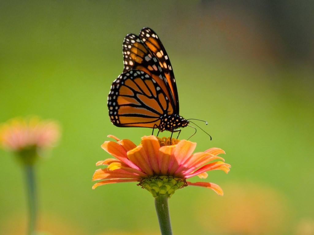 6 Interesting Facts about the Mountain of Butterflies 6 the mountain of butterflies (4)