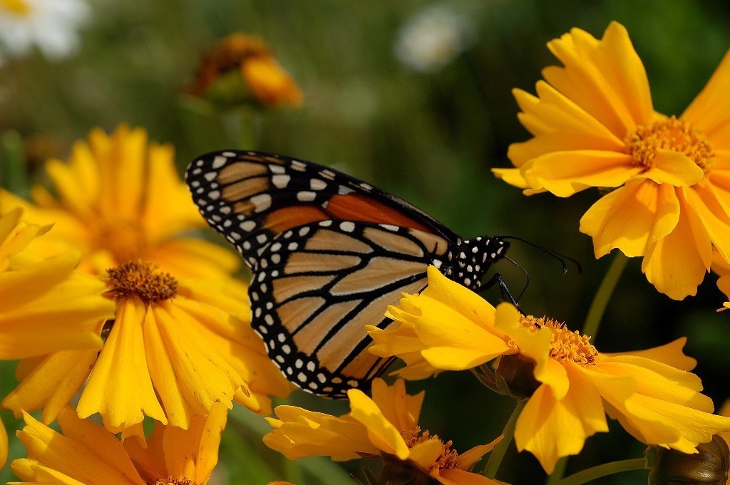 6 Interesting Facts about the Mountain of Butterflies 7 the mountain of butterflies (5)
