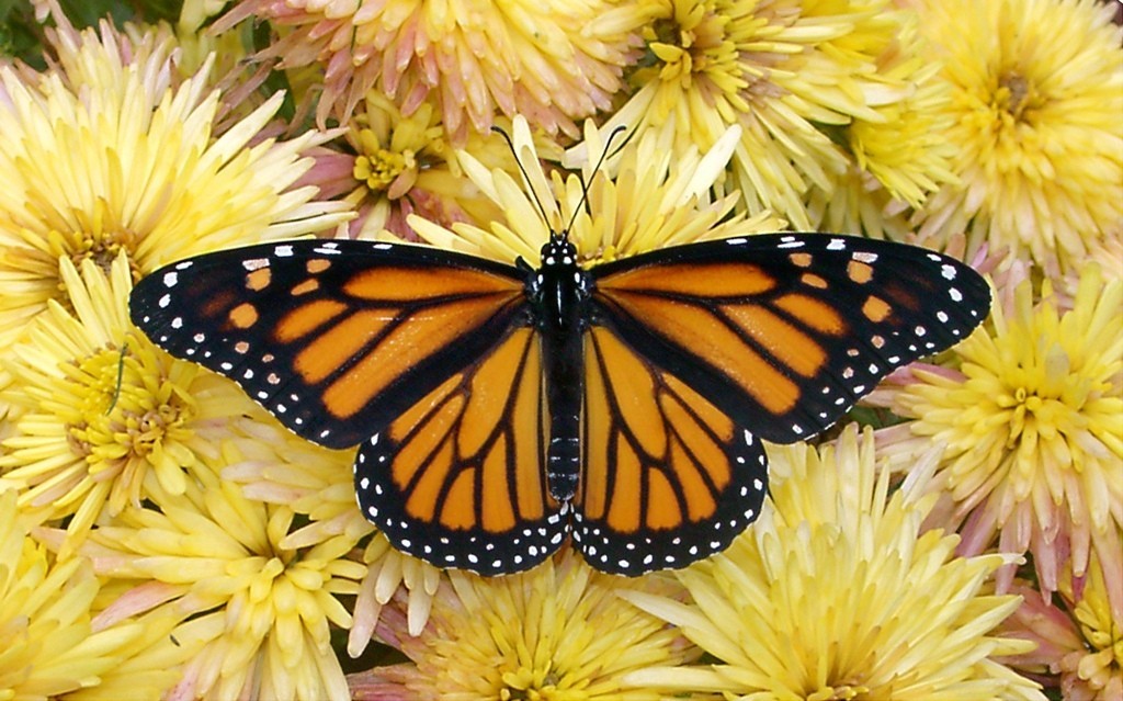 6 Interesting Facts about the Mountain of Butterflies 8 the mountain of butterflies (6)
