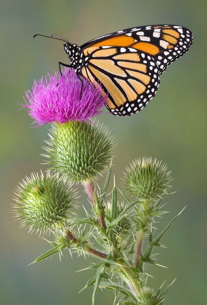 6 Interesting Facts about the Mountain of Butterflies 2 the mountain of butterflies