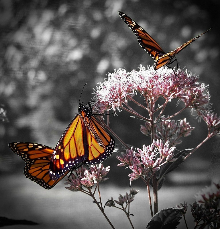 6 Interesting Facts about the Mountain of Butterflies 9 the mountain of butterflies (7)
