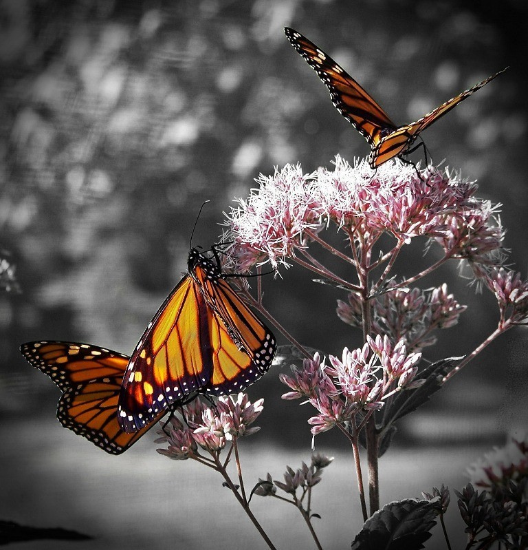 the-mountain-of-butterflies-7 6 Interesting Facts about the Mountain of Butterflies
