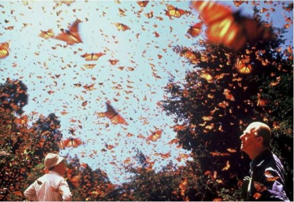 6 Interesting Facts about the Mountain of Butterflies 10 the mountain of butterflies (8)