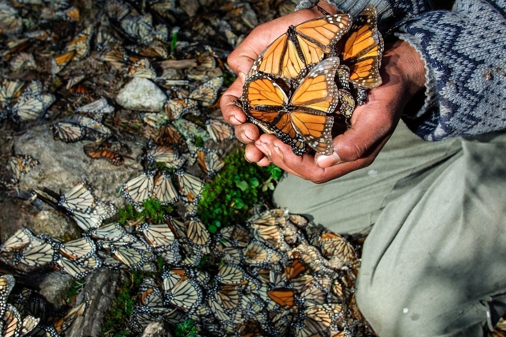 6 Interesting Facts about the Mountain of Butterflies 11 the mountain of butterflies (9)