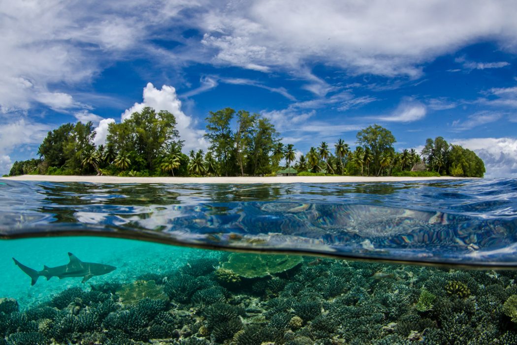 5 Most Beautiful Beaches in The World 19 A blacktip reef shark patrols the edge of a recovering coral reef in search of a meal. With this image I wanted to portray as many elements of the idealistic 'tropical island' as possible, all with a single capture. The image was particularly difficult to get, as it required the right combination of tide, good underwater visibility and calm surface conditions, as well as the sharks playing their part. I also wanted some interesting cloud features in the sky, and on this day the cloud cover was perfect: interesting, but not so thick as to obscure the blue sky. I had seen a few sharks in the area and decided on the best place to shoot from. At low tide I waded out and perched on a large rock as I waited for the tide to come in. After about an hour, I saw the first shark and started to shoot. Blacktip reef sharks pose no threat to humans, but my position on the rock allowed me to hold the heavy underwater housing at such an angle that half of the dome port was out of the water, resulting in the image. Using the island as a backdrop, I angled my camera so that there was a small section of white sand against which to contrast one of the sharks. There were a few sharks swimming around me and it was just a matter of time before one swam over the sandy patch, filling the negative space in the frame. On this particular day I perched on the rock for about four hours until the incoming tide threatened to sweep me off my feet. Once I decided it was starting to get dangerous, I leaped off the rock and swam to shore. It was an incredibly humbling experience to be in the presence of such remarkable predators, yet have complete trust in the interaction...I was more worried about getting swept out to sea!