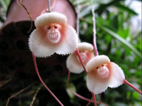 5-seeds-dracula-simia-monkey-face-orchid-seeds-monkey-like-dracula-3