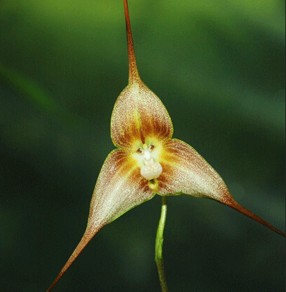 9-Types-Perennial-Dracula-Simia-Monkey-Face-Flower-Seeds-1-Professional-Pack-100-Seeds-Pack-Rare