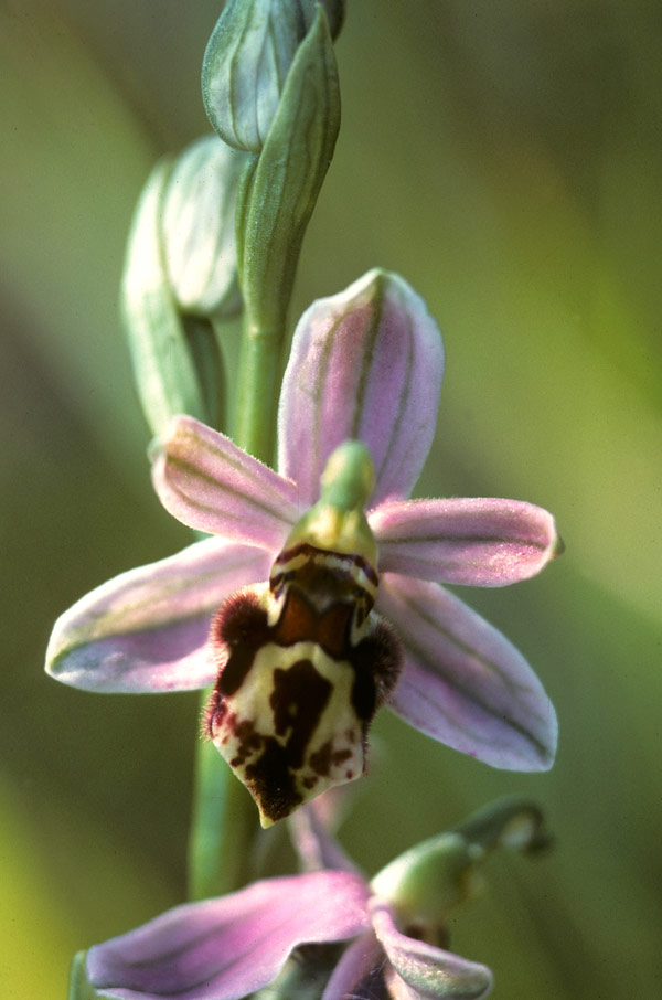Bee Orchid (Ophrysapifera)