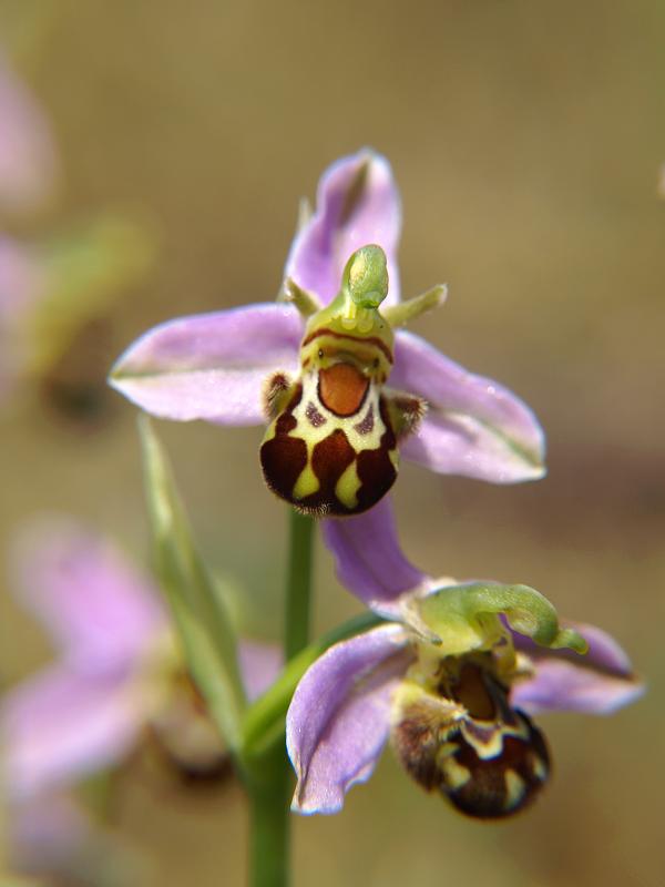 Bee Orchid (Ophrysapifera) Flower
