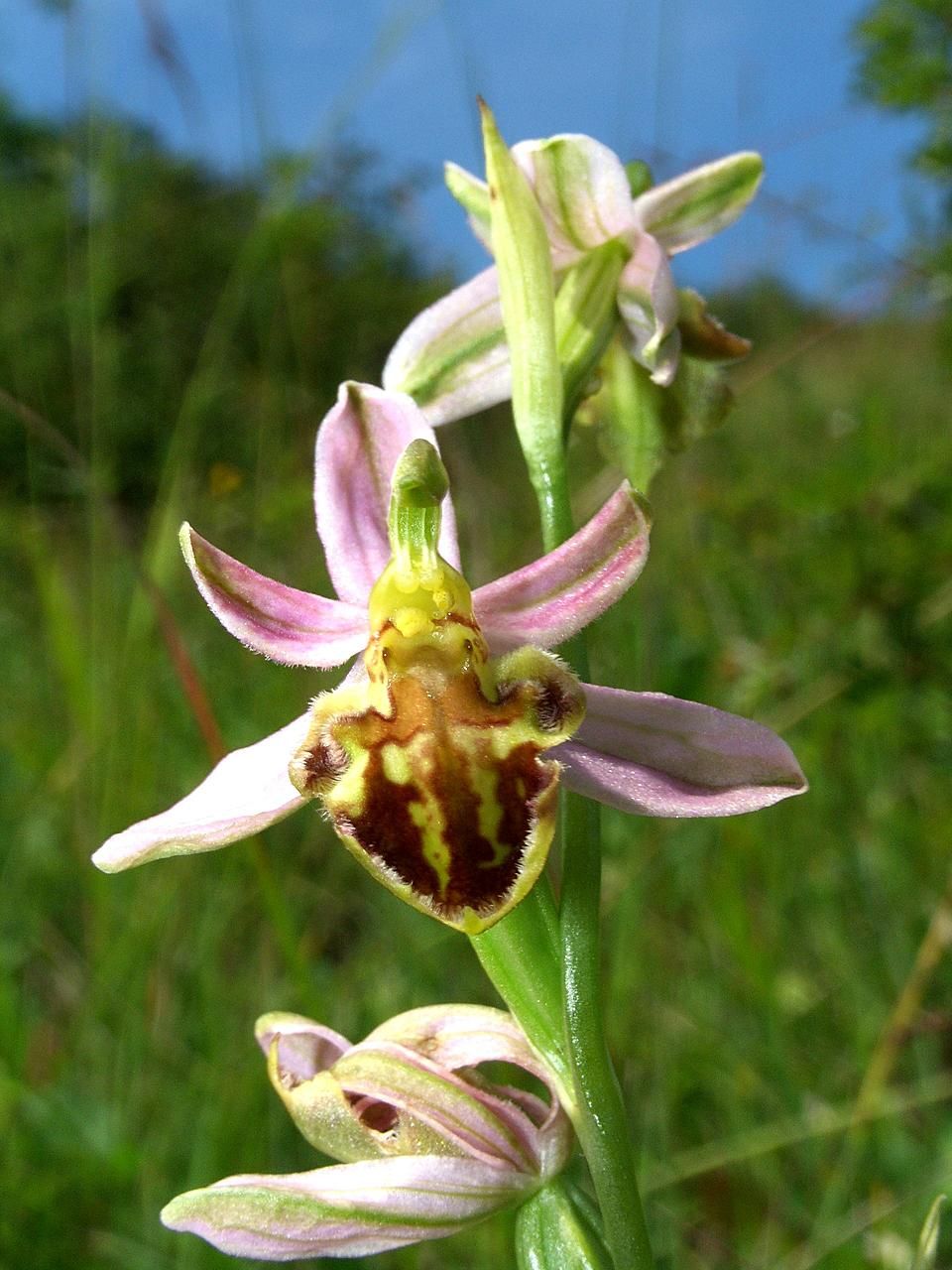 Bee Orchid (Ophrysapifera) Flower
