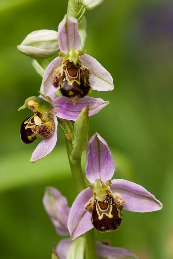 Bee-Orchid-Ophrysapifera4 Top 10 Crazy Looking Flowers That will Surprise You ...