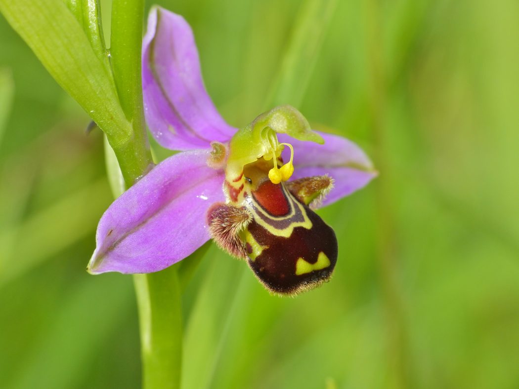 Bee Orchid (Ophrysapifera) Flower