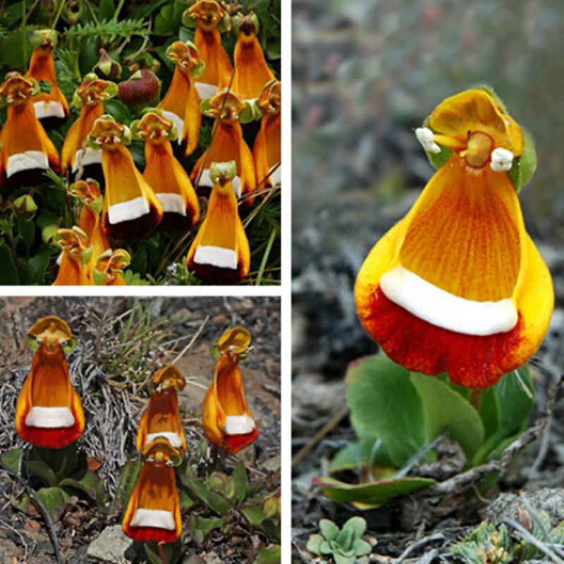 Calceolaria-uniflora-seeds-Aliens-Flower-seeds-Garden-DIY-Bonsai-Exotic-Plant-Flower-Seed-Easy-to-plant