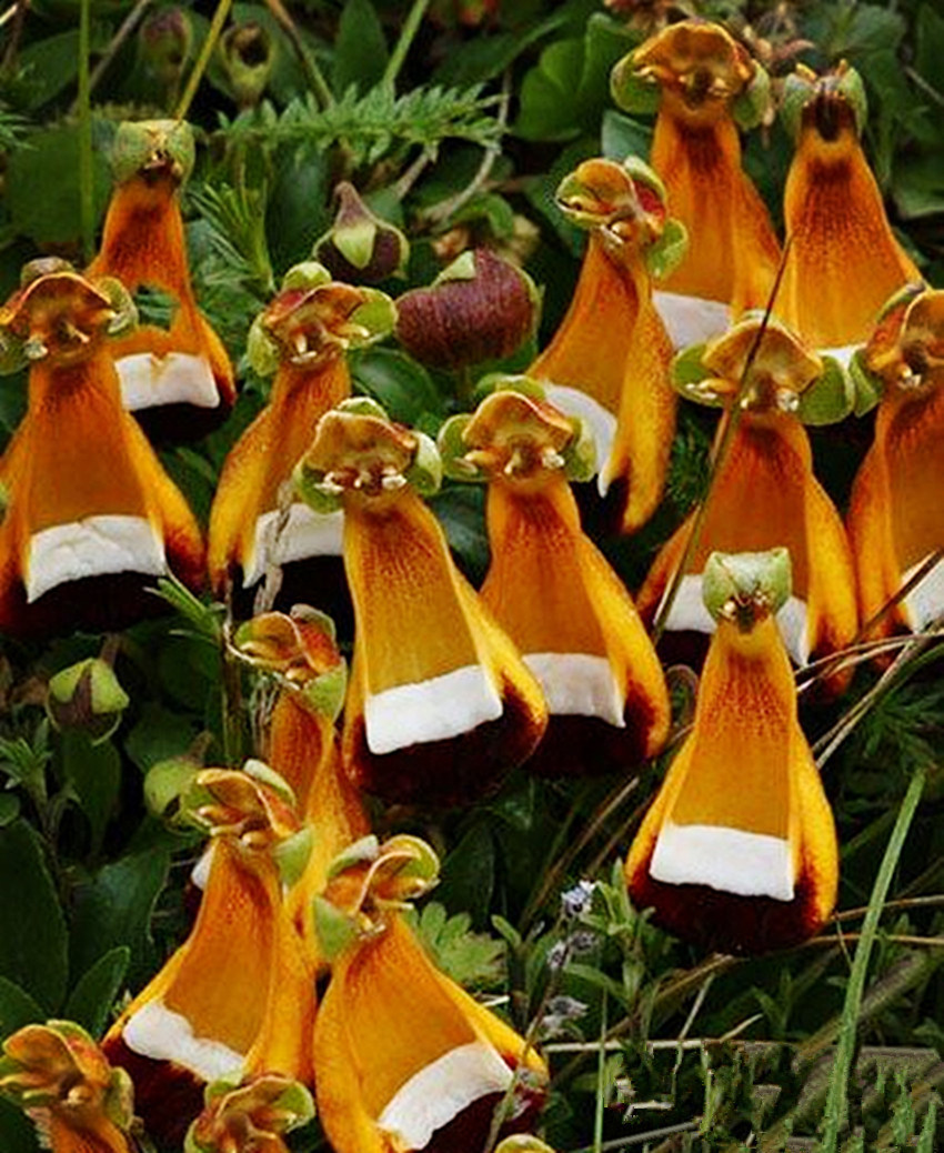 Chamber Maids (Calceolaria uniflora) Flowers