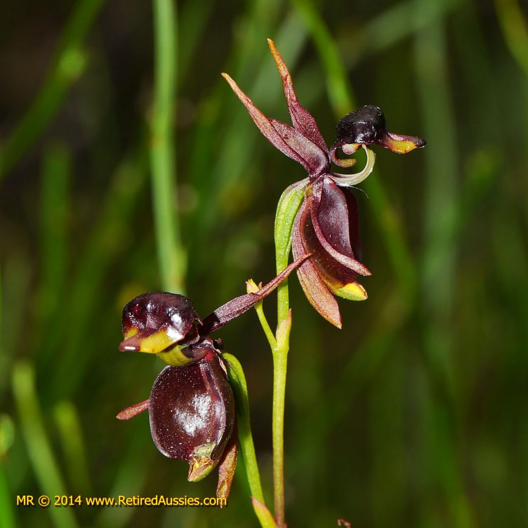 Caleana major Flying Duck Orchid