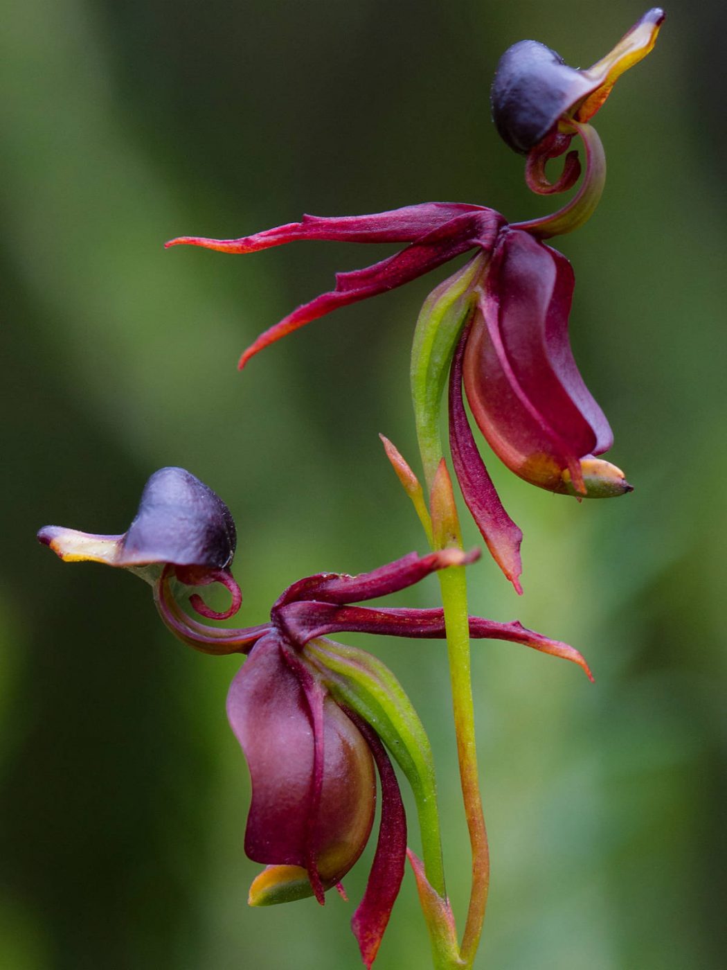 Caleana-major-Flying-Duck-Orchid2