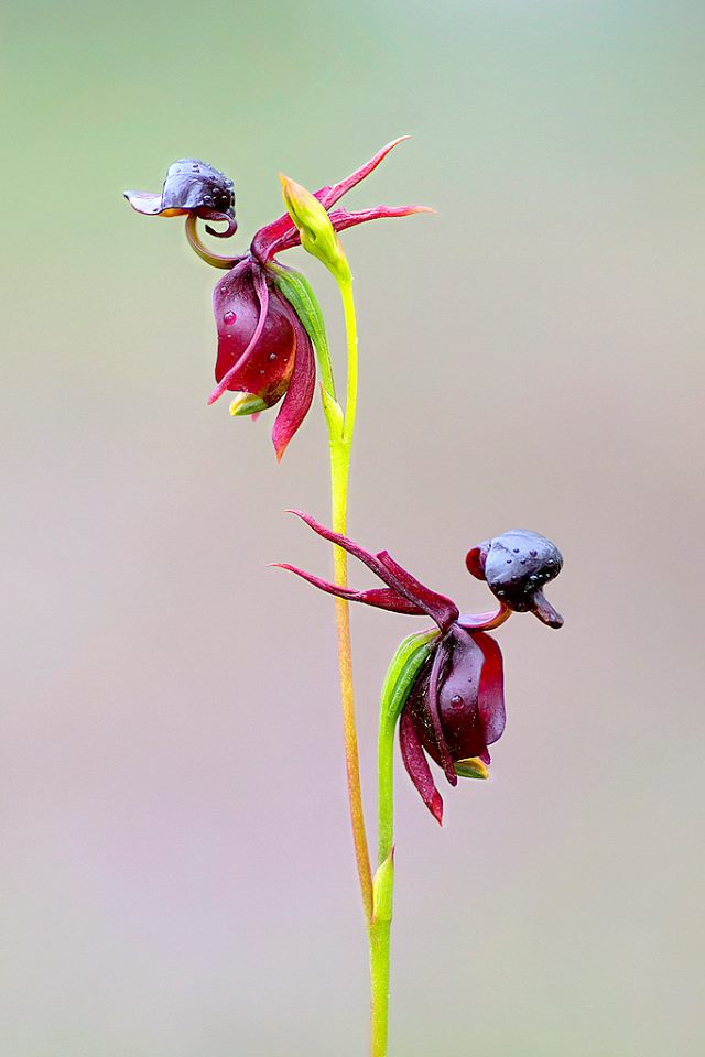 Caleana major - flying duck orchid