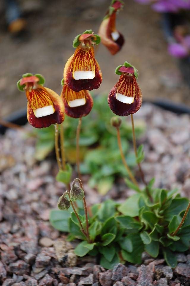 Chamber-Maids-Calceolaria-uniflora Top 10 Crazy Looking Flowers That will Surprise You ...