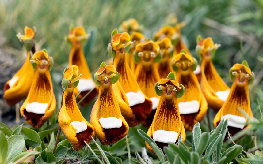 Chamber-Maids-Calceolaria-uniflora2 Top 10 Crazy Looking Flowers That will Surprise You ...