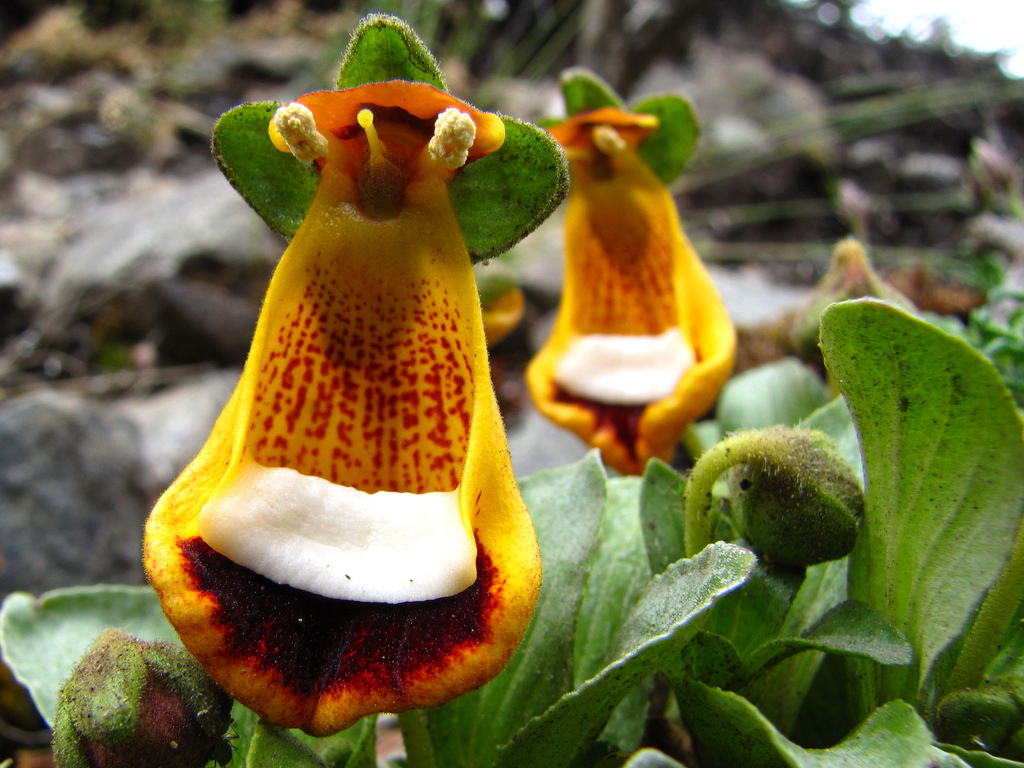 Chamber-Maids-Calceolaria-uniflora5 Top 10 Crazy Looking Flowers That will Surprise You ...