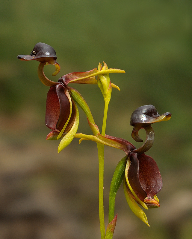 Duck-Orchid-3