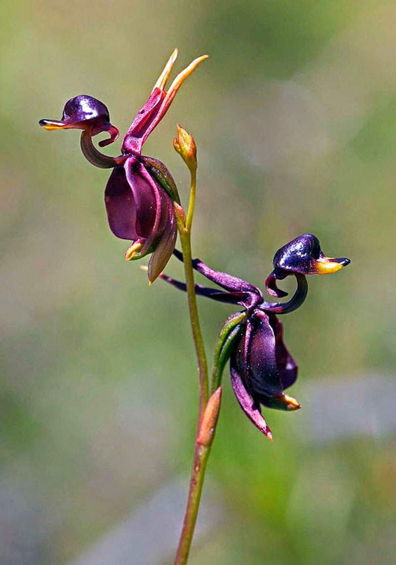 Flying-Duck-Orchid-Caleana-Major-17-Flowers-That-Look-Like-Something-Else