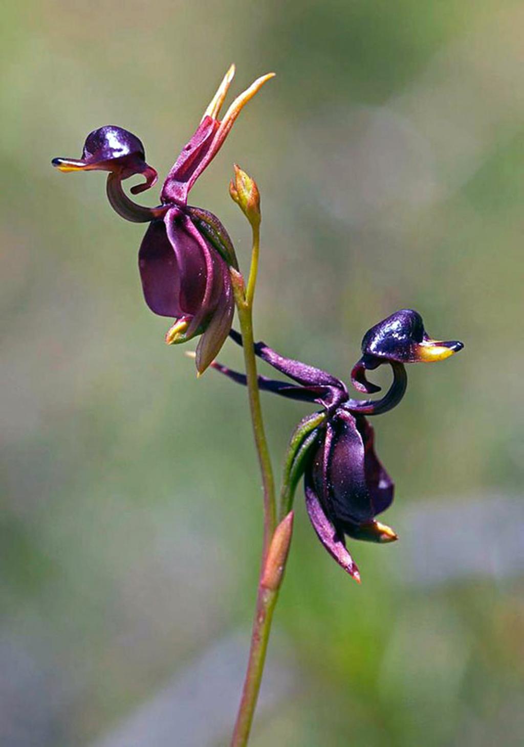 Flying-Duck-Orchid-Caleana-major Top 10 Crazy Looking Flowers That will Surprise You ...