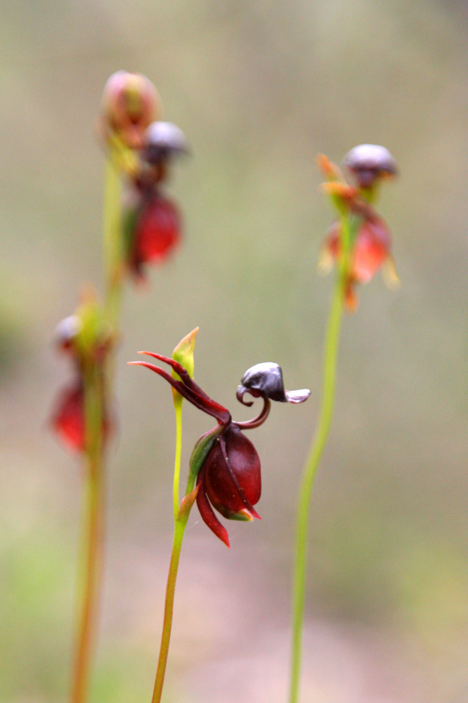 Flying-Duck-Orchid-Caleana-major2 Top 10 Crazy Looking Flowers That will Surprise You ...