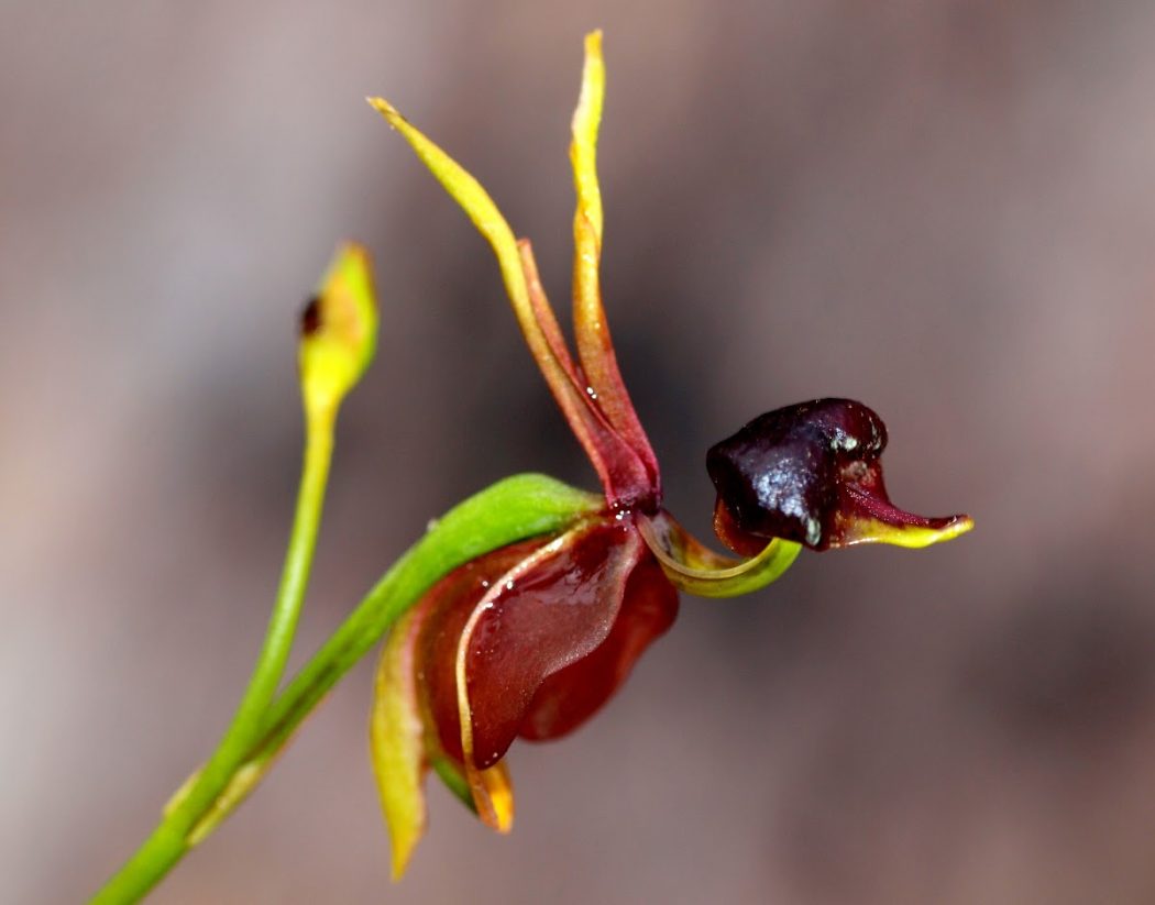 Flying-Duck-Orchid-Caleana-major3 Top 10 Crazy Looking Flowers That will Surprise You ...