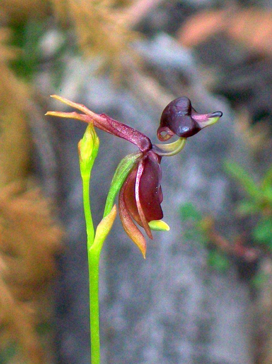 Flying_Duck_Orchid