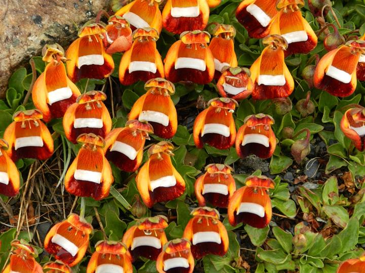 Chamber Maids (Calceolaria uniflora) Flowers