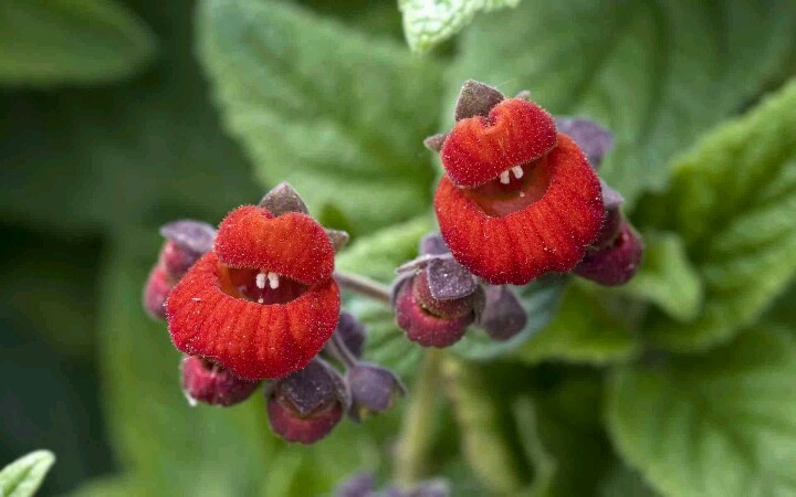 Hooker’s-Lips-Psychotriaelata-4 Top 10 Crazy Looking Flowers That will Surprise You ...