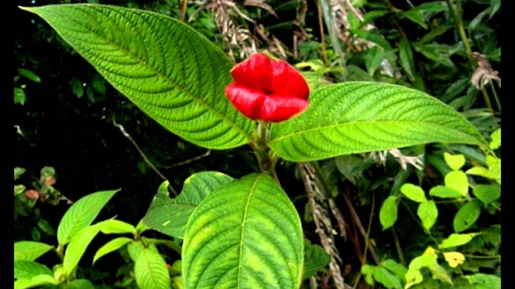 Hooker’s-Lips-Psychotriaelata Top 10 Crazy Looking Flowers That will Surprise You ...