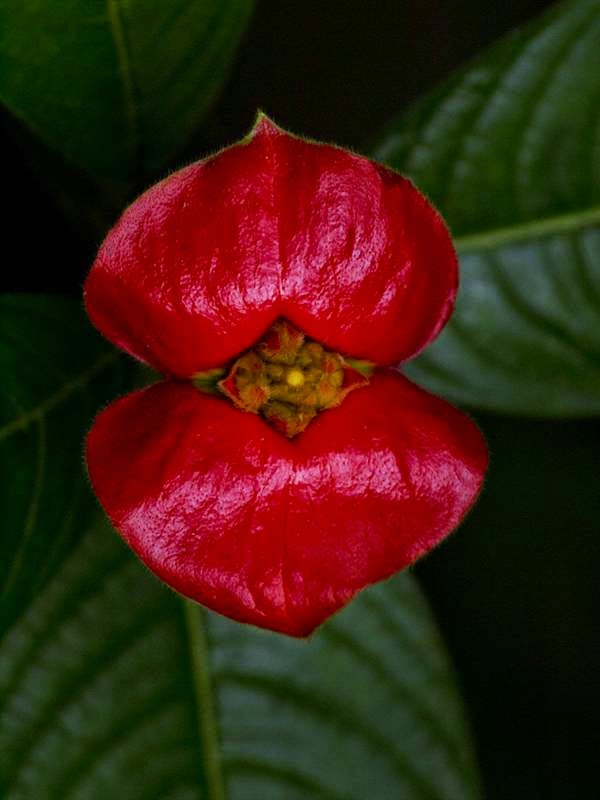 Hooker’s-Lips-Psychotriaelata2 Top 10 Crazy Looking Flowers That will Surprise You ...