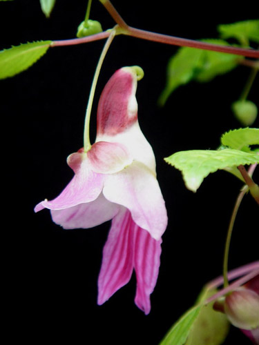 Impatiens-psittacina-03