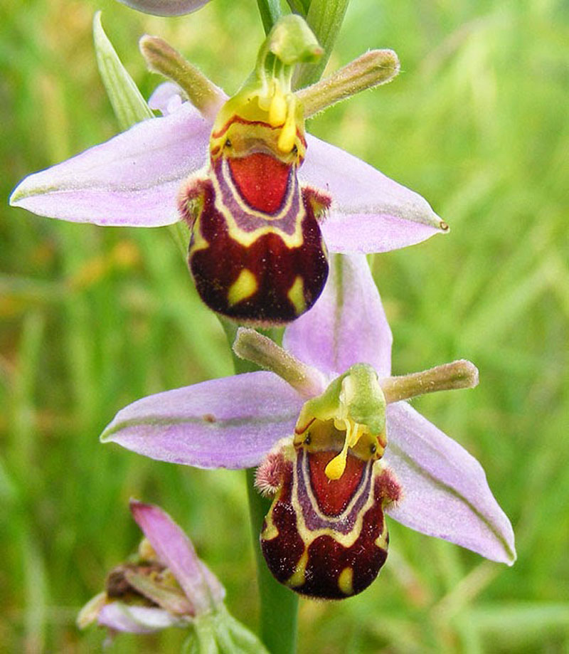 Laughing-Bumble-Bee-Orchid-Ophrys-bomybliflora-17-Flowers-That-Look-Like-Something-Else