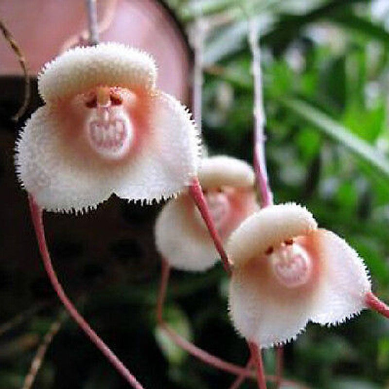 Monkey-Face-Orchid-Flowers-12 Top 10 Crazy Looking Flowers That will Surprise You ...