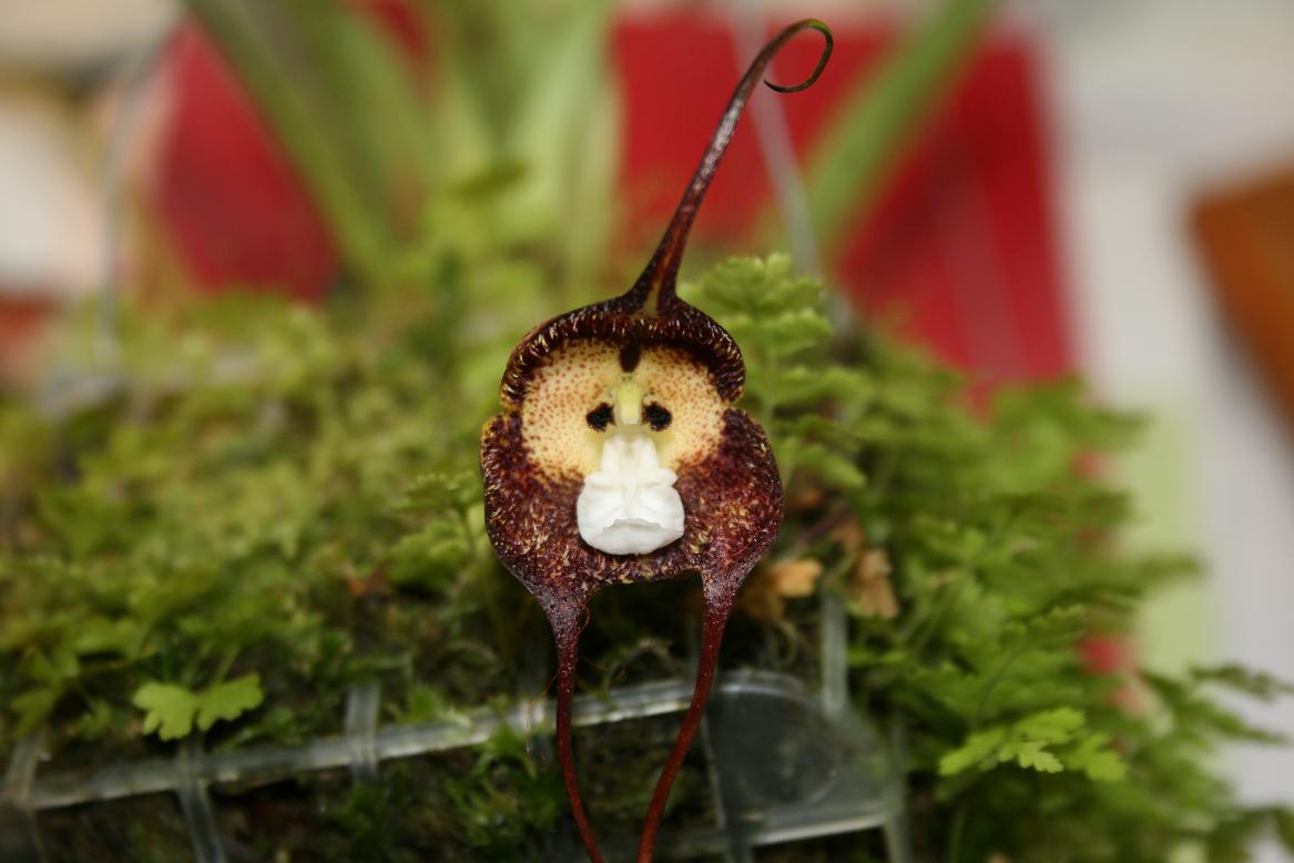 Monkey-Face-Orchid-Flowers-13 Top 10 Crazy Looking Flowers That will Surprise You ...