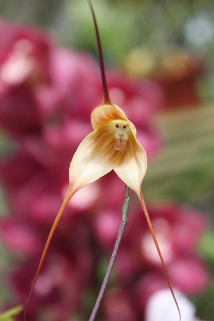 Monkey-Face-Orchid-Flowers-4 Top 10 Crazy Looking Flowers That will Surprise You ...