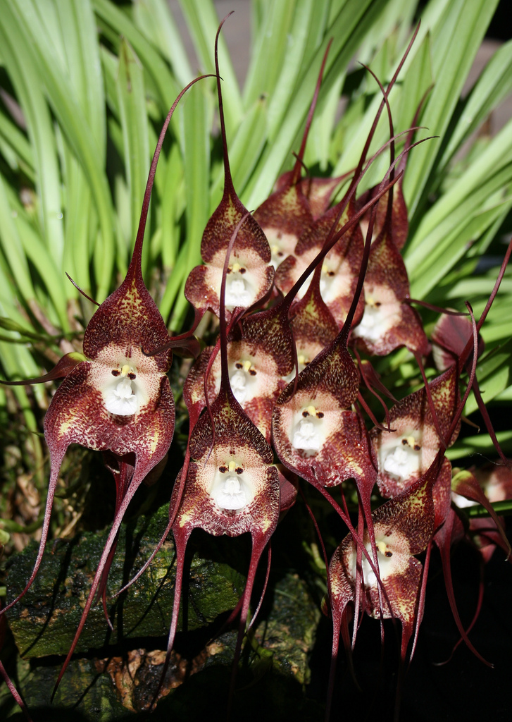 Monkey-Face-Orchid-Flowers-5 Top 10 Crazy Looking Flowers That will Surprise You ...