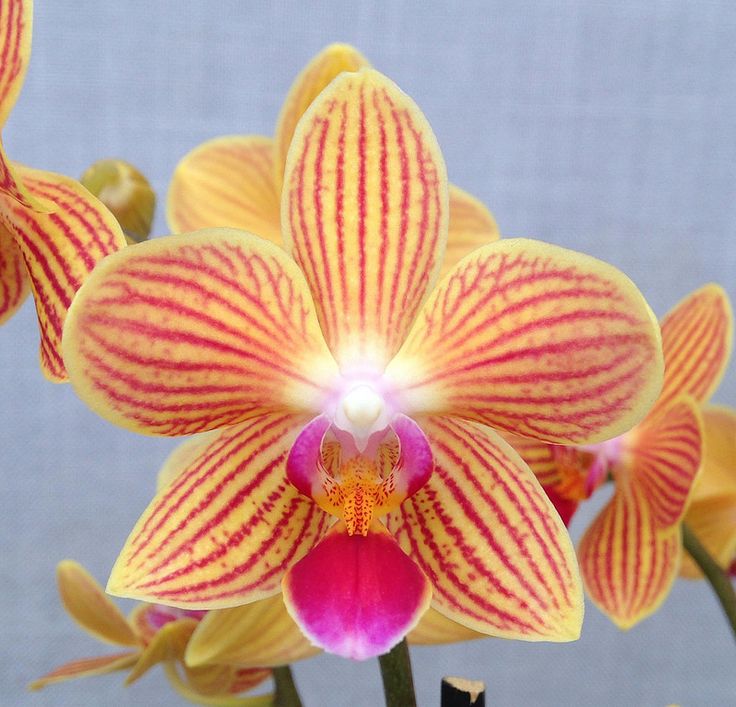 Moth Orchid (Phalaenopsisamabilis) Crazy Looking Flowers Type