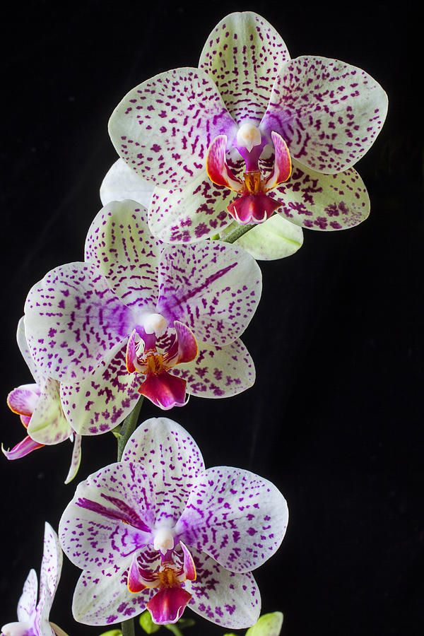 Moth Orchid (Phalaenopsisamabilis) Crazy Looking Flowers Type