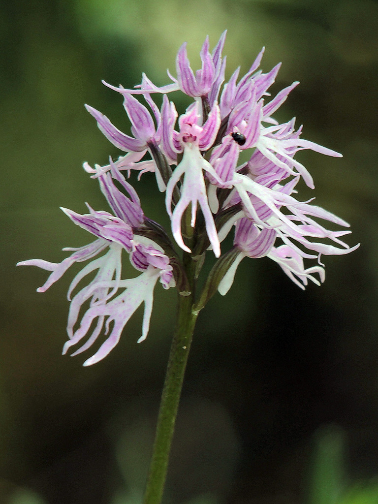 Naked-Man-Orchid-Orchisitalica-5 Top 10 Crazy Looking Flowers That will Surprise You ...