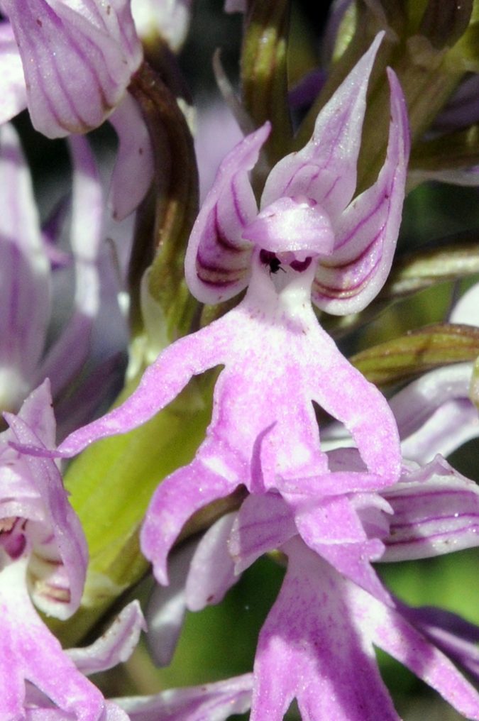 Orchis Plant Growing Guide