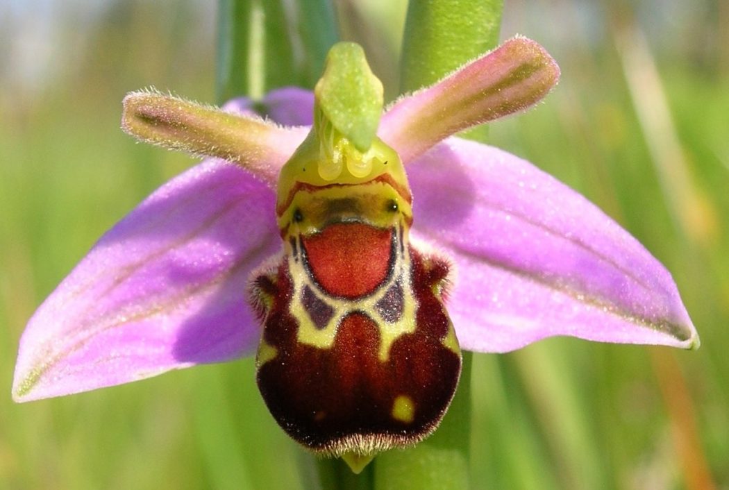 Bee Orchid (Ophrysapifera) Flower
