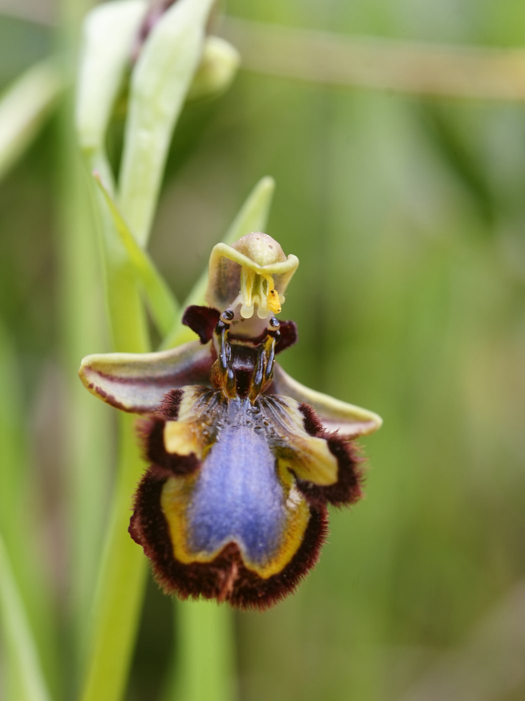 Ophrys-speculum Top 10 Crazy Looking Flowers That will Surprise You ...