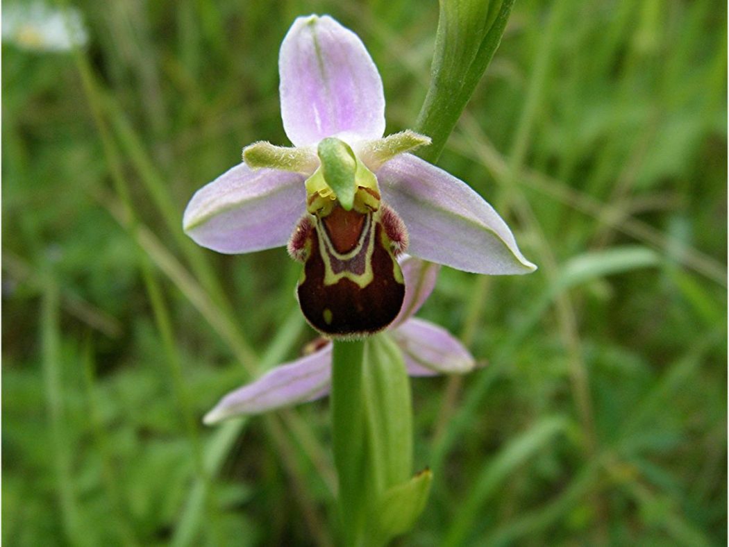 Bee Orchid (Ophrysapifera) Flower