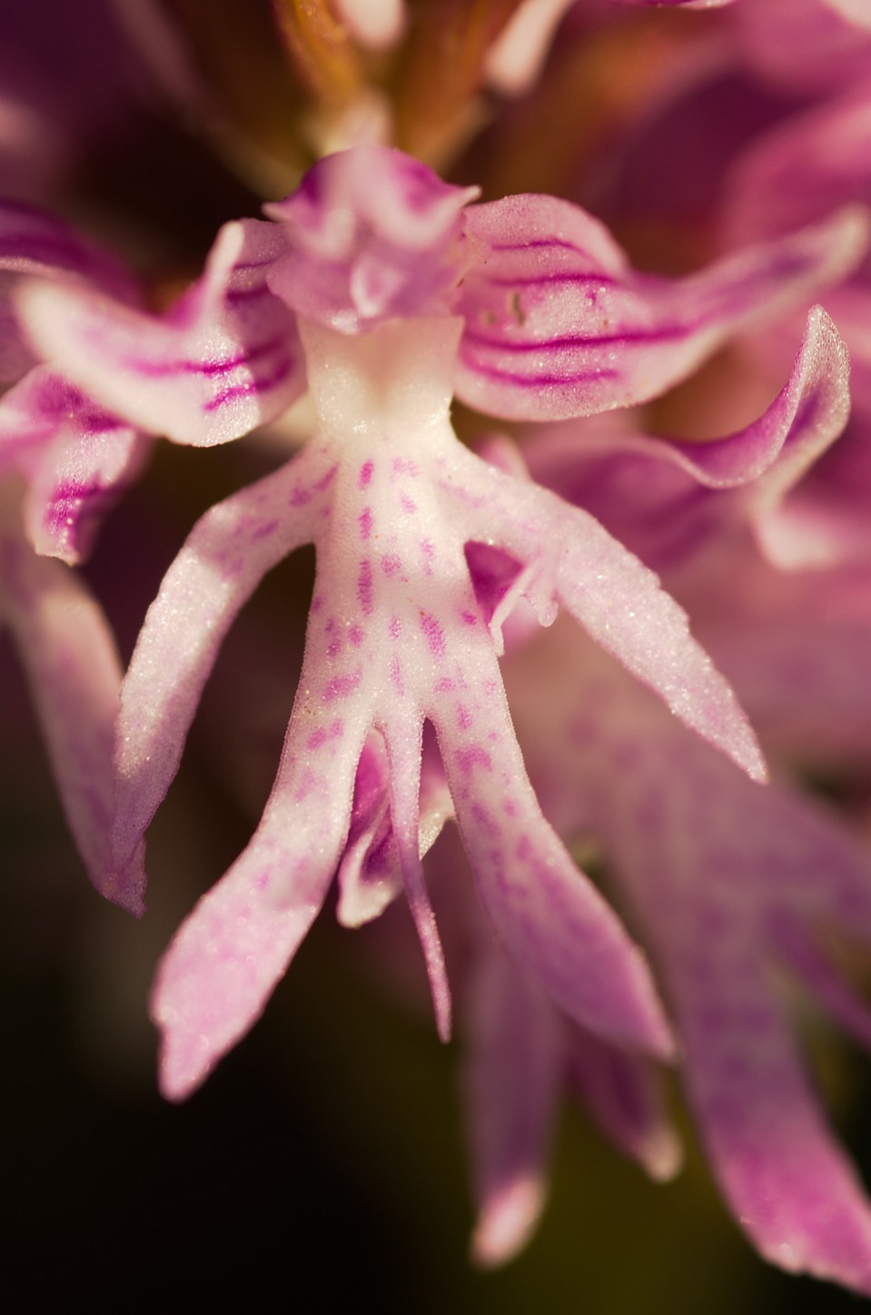 Orchis-Italica Top 10 Crazy Looking Flowers That will Surprise You ...