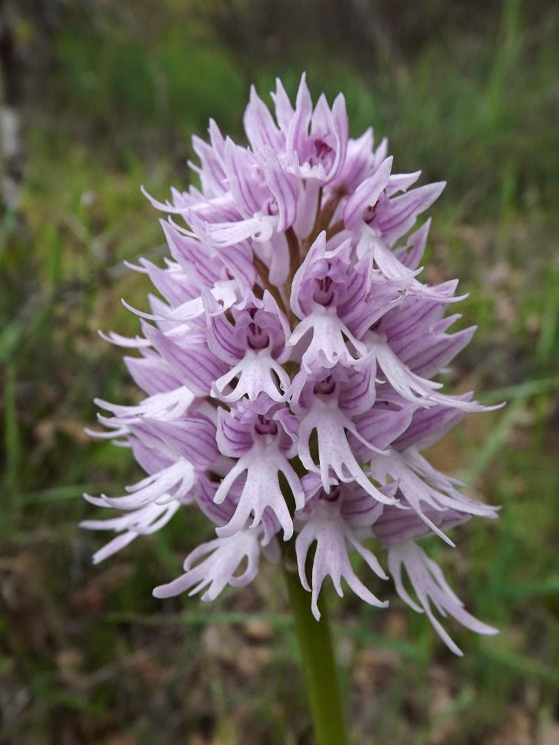 Orchis italica inflorescence 2