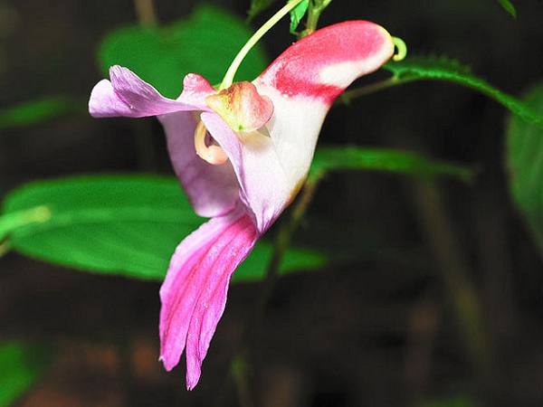 Parrot Flower (Impatiens psittacina) crazy looking flowers